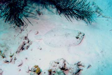 Flounder