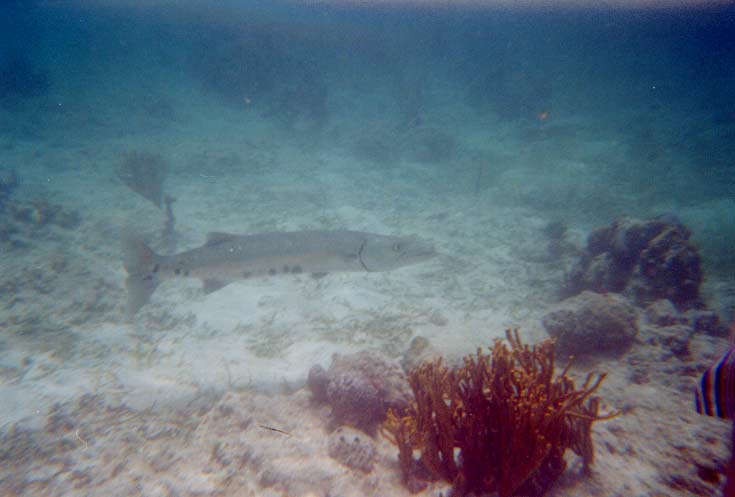 Barracuda