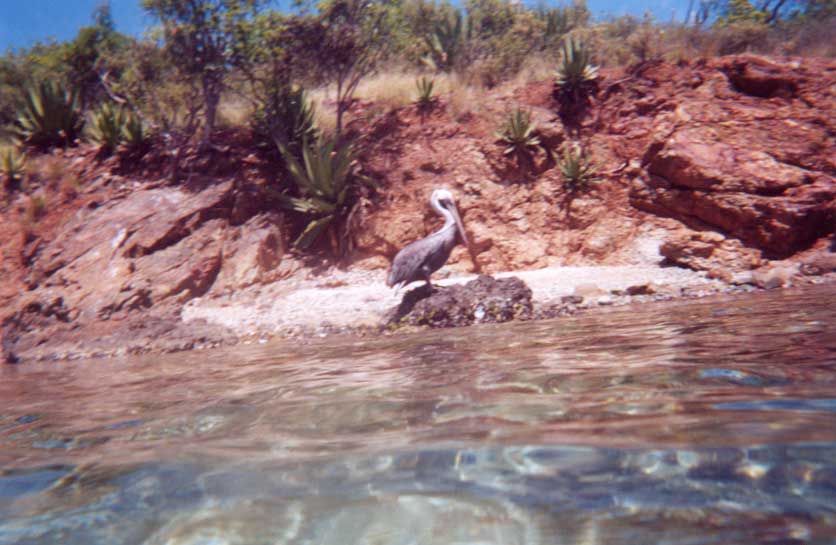 Bird