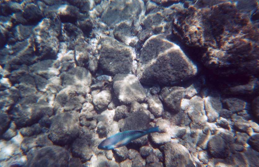 Fish