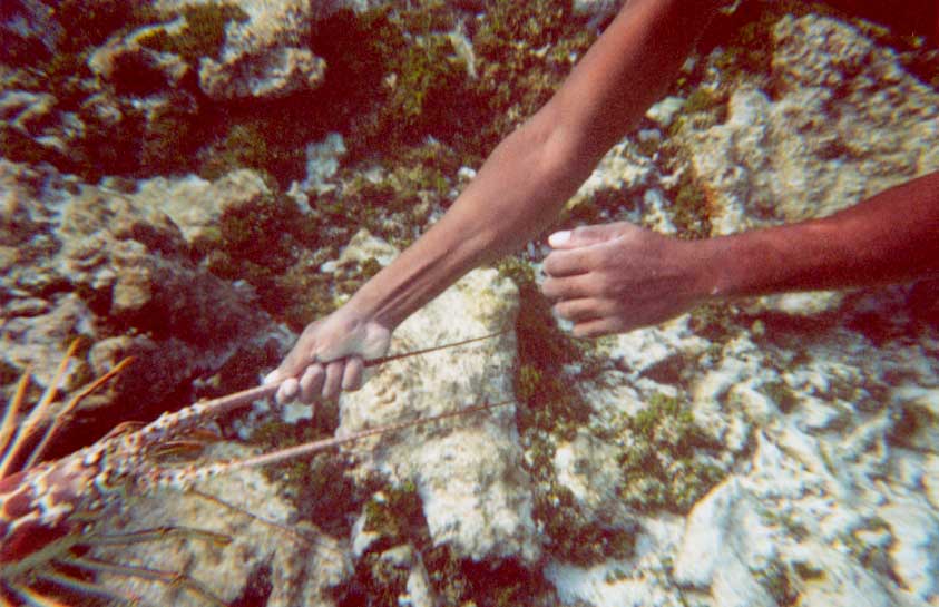 Lobster