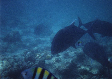 Fish